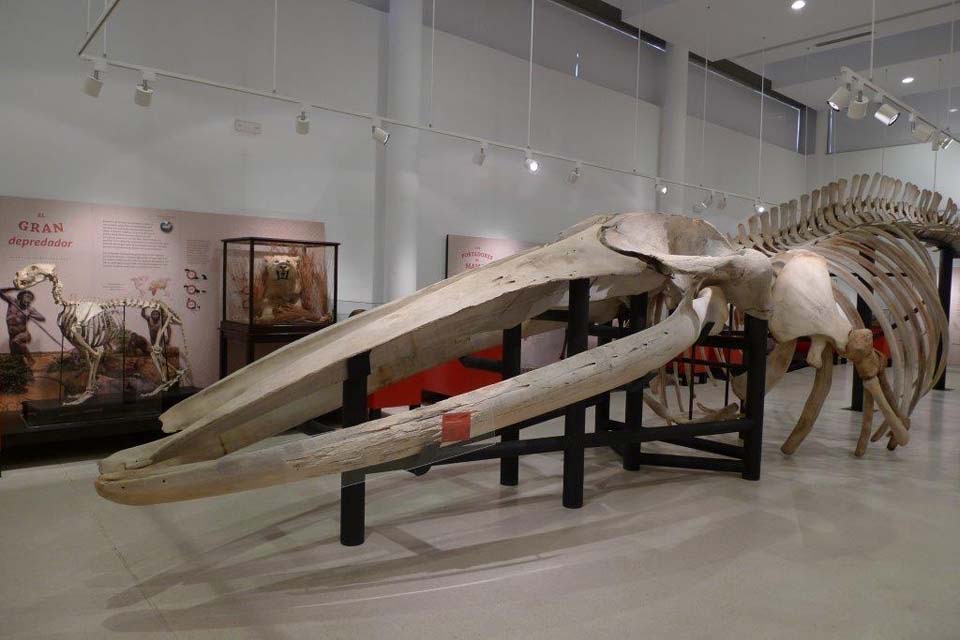 Esqueleto del rorcual azul, la ballena Paloma, en la sala del Museo de Ciencias Naturales de Los Yébenes
